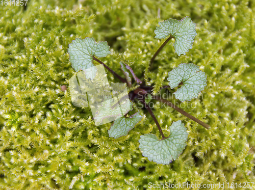 Image of small plant in mossy ambiance