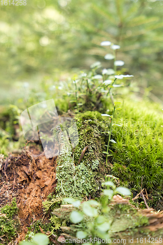 Image of ground cover vegetation