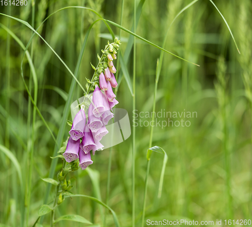 Image of common foxglove flowers