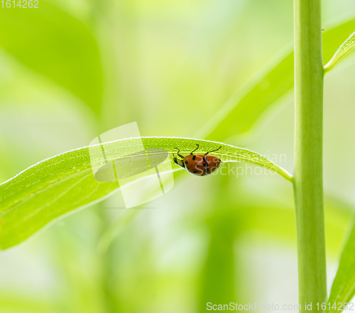 Image of ladybug under a green leaf