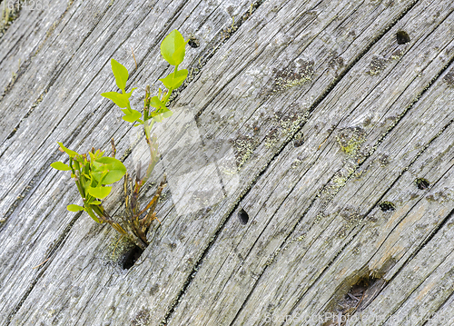 Image of vegetation on wood