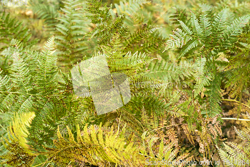 Image of colorful fern fronds