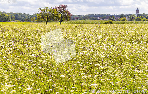 Image of rural scenery in Hohenlohe