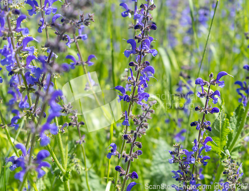 Image of meadow clary flowers