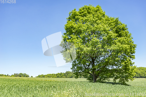 Image of rural springtime scenery