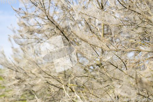 Image of ermine moth web