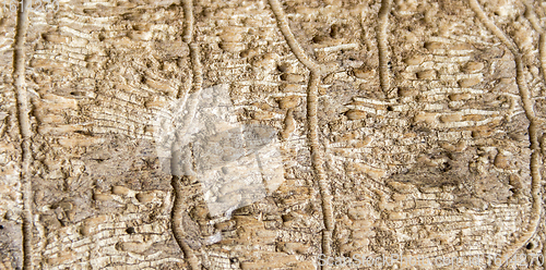 Image of weathered wood detail