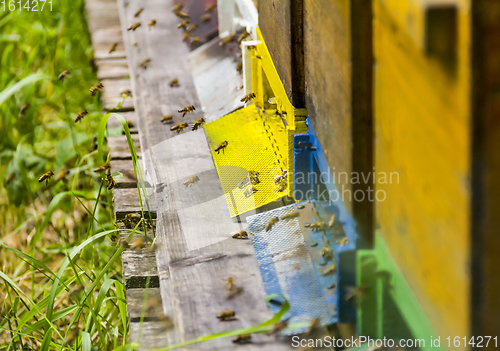 Image of Beehive and bees