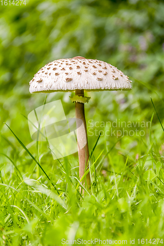 Image of parasol mushroom closeup