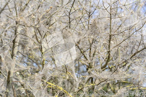 Image of ermine moth web