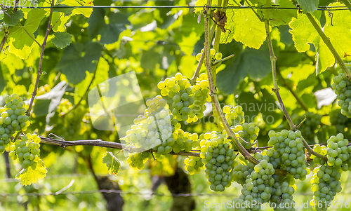 Image of white grapes closeup