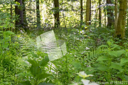 Image of idyllic forest scenery