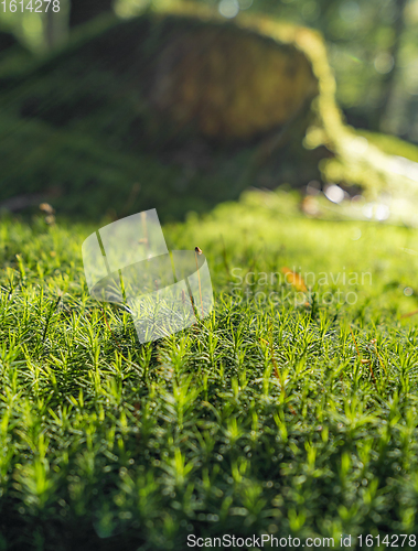 Image of sunny forest scenery