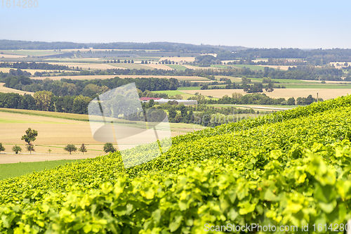 Image of winegrowing scenery in Hohenlohe