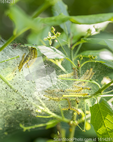 Image of ermine moth caterpillars and web