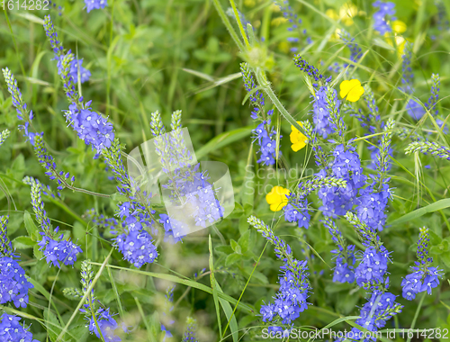 Image of wild flowers closeup