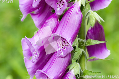 Image of common foxglove flowers