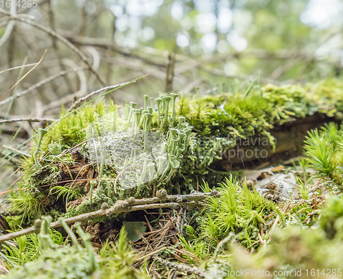 Image of ground cover vegetation