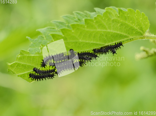 Image of european peacock caterpillars