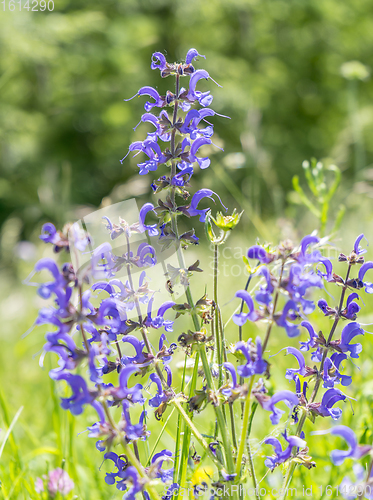 Image of meadow clary flowers