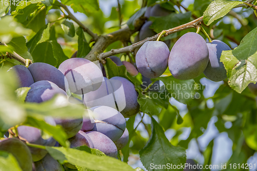 Image of twig with plums