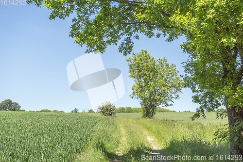 Image of rural springtime scenery