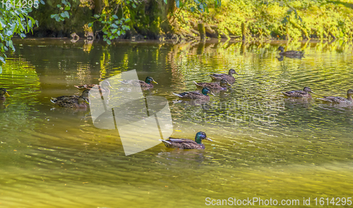 Image of Wild ducks swimming in a pond