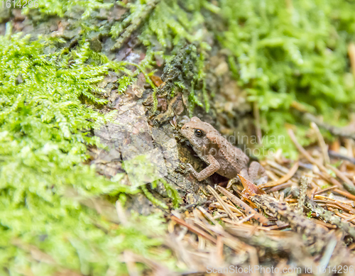 Image of small common toad