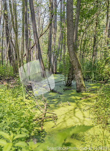 Image of sunny wetland scenery