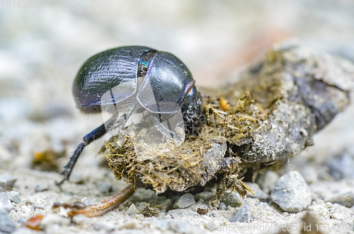 Image of dung beetle closeup