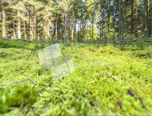 Image of sunny forest scenery