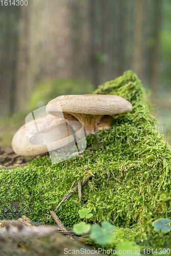 Image of two mushrooms