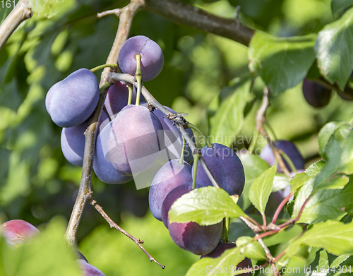 Image of twig with plums