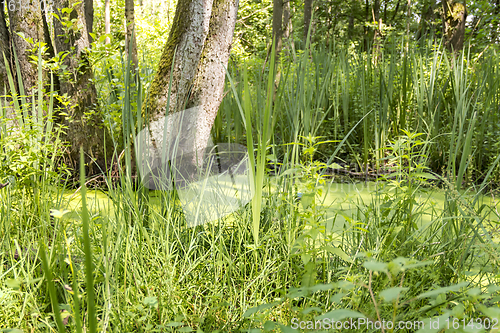 Image of sunny wetland scenery