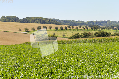 Image of rural scenery in Hohenlohe