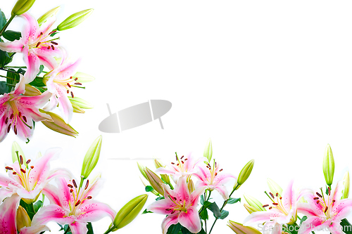 Image of lily flowers composition frame