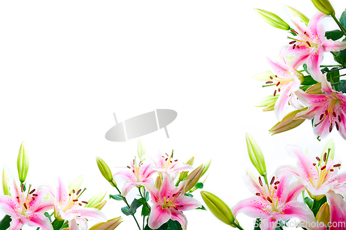 Image of lily flowers composition frame