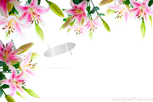 Image of lily flowers composition frame