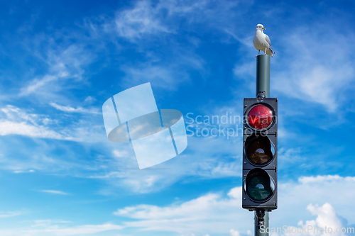 Image of Seagull on the top of traffic light. Lofoten is an archipelago i