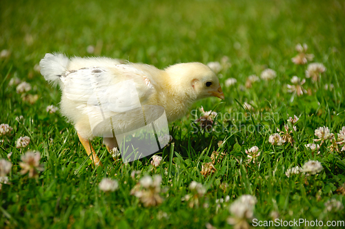 Image of Baby chick on green grass