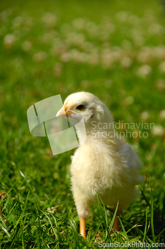 Image of Baby chick on green grass