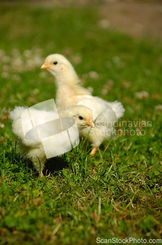 Image of Two baby chicks on green grass