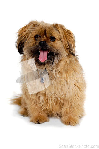 Image of Happy Shih Tzu dog 