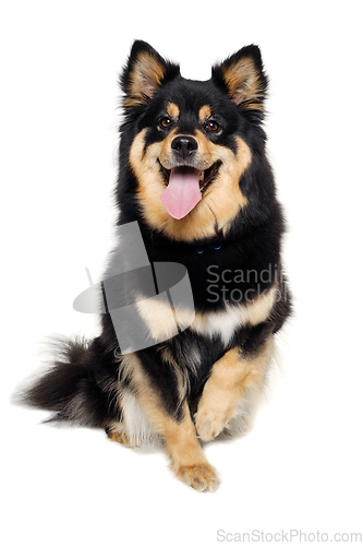 Image of Happy Finnish Lapphund dog sitting on a white background