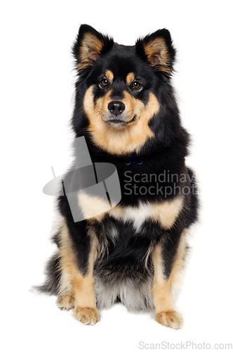 Image of Calm Finnish Lapphund dog sitting on a white background