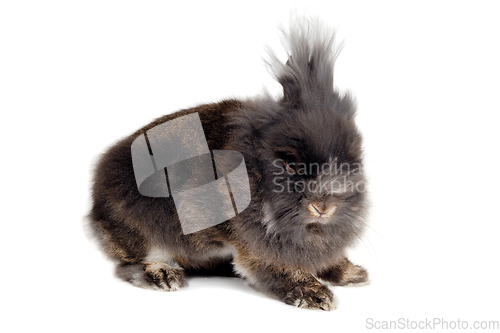 Image of Rabbit isolated on white background