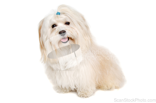 Image of Happe Coton De Tulear dog sitting on a clean white background