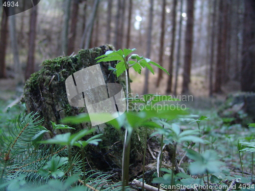 Image of Forest ground