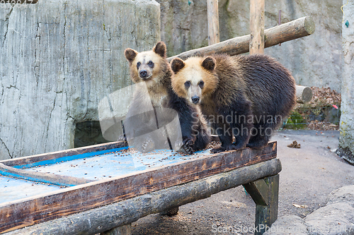 Image of Little Bear in zoo