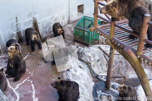 Image of Group of Bear in zoo